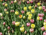DSC00815.JPG