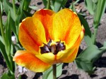 Highlight for Album: Tulip Festival 2004