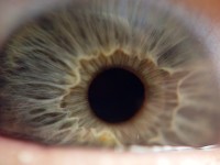 Highlight for Album: Macro and Closeup
